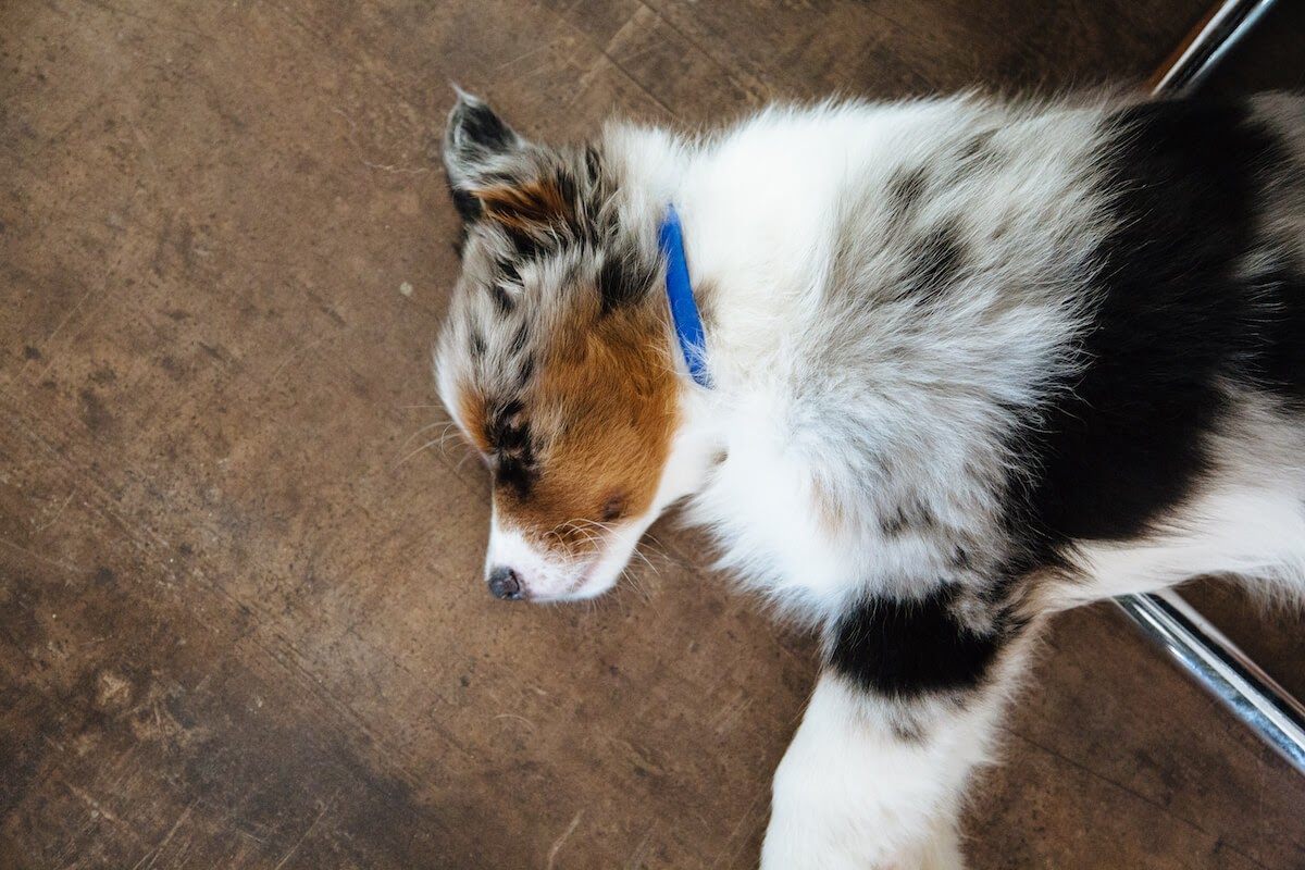 10 Separation Anxiety Solutions To Calm Your New Puppy